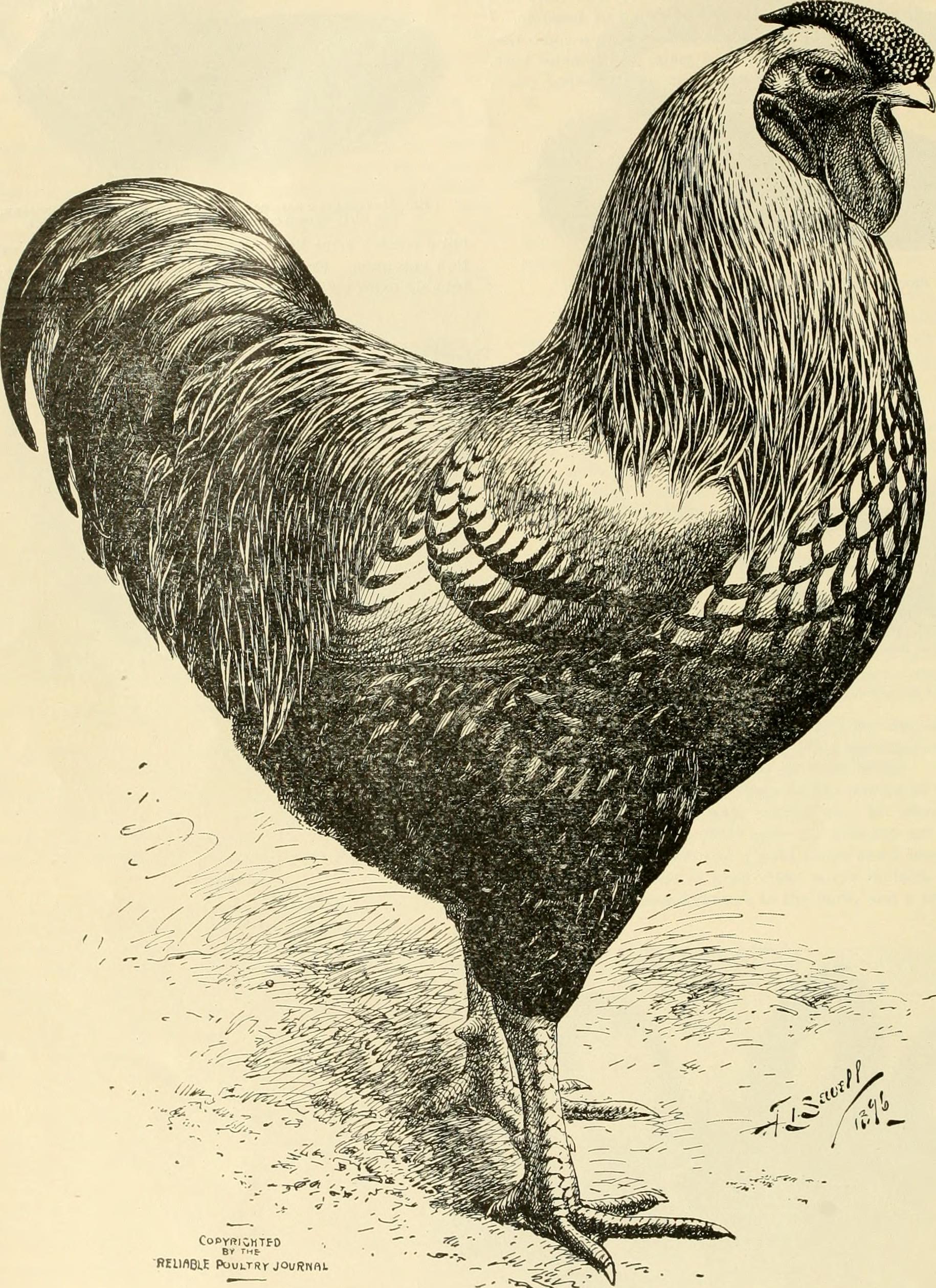 cernobilaperokresba_kohout